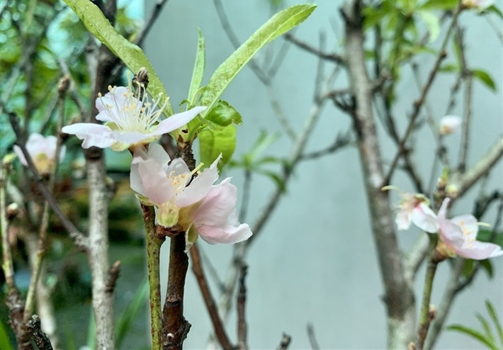 Nhiều người cảm thấy thích thú khi được ngắm hoa đào ngay trong những ngày đầu Hà Nội đón gió mùa. Ảnh: VTCNews.