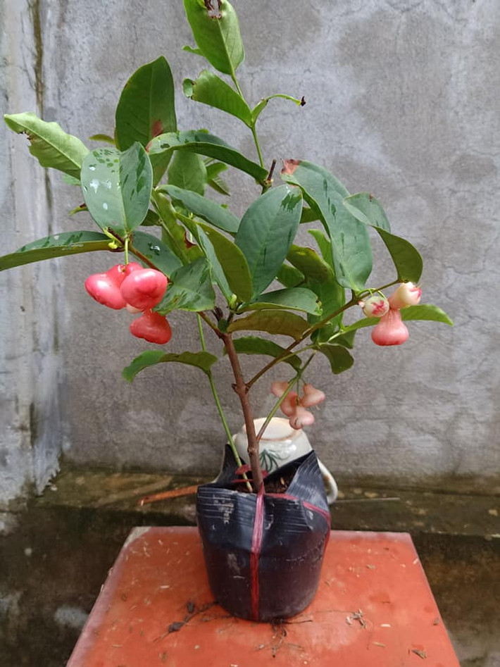 Không chỉ cho trái, ngày nay cây roi (ở miền Nam gọi là cây mận) còn được các nhà vườn đưa lên chậu thành bonsai đẹp mắt. Ảnh: Facebook