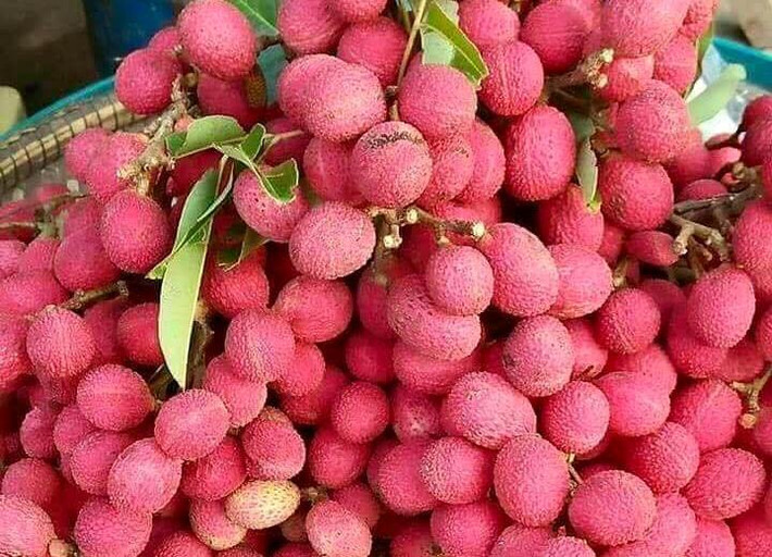 Mùa thu thoạch vải rừng diễn ra trong khoảng 2-3 tháng với sản lượng không nhiều. Vì thế giá thành của chúng rất cao, từ 50.000 – 70.000 đồng/kg; thời điểm trái mùa lên tới 100.000 đồng/kg. Ảnh: Vietnamnet