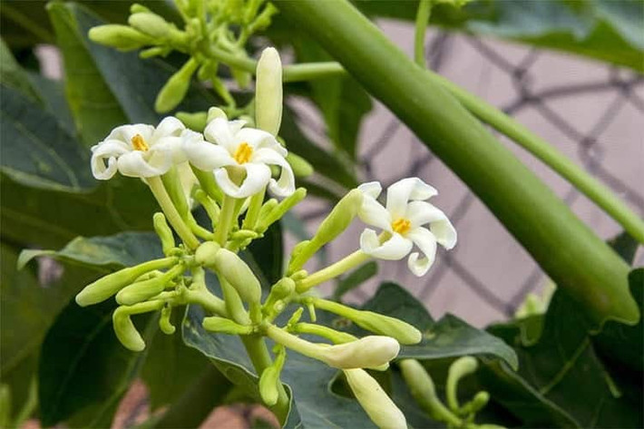 Trên chợ mạng và các sàn thương mại điện tử, hoa đu đủ đực có giá bán từ 120.000 - 150.000 đồng/kg. Ảnh: Internet