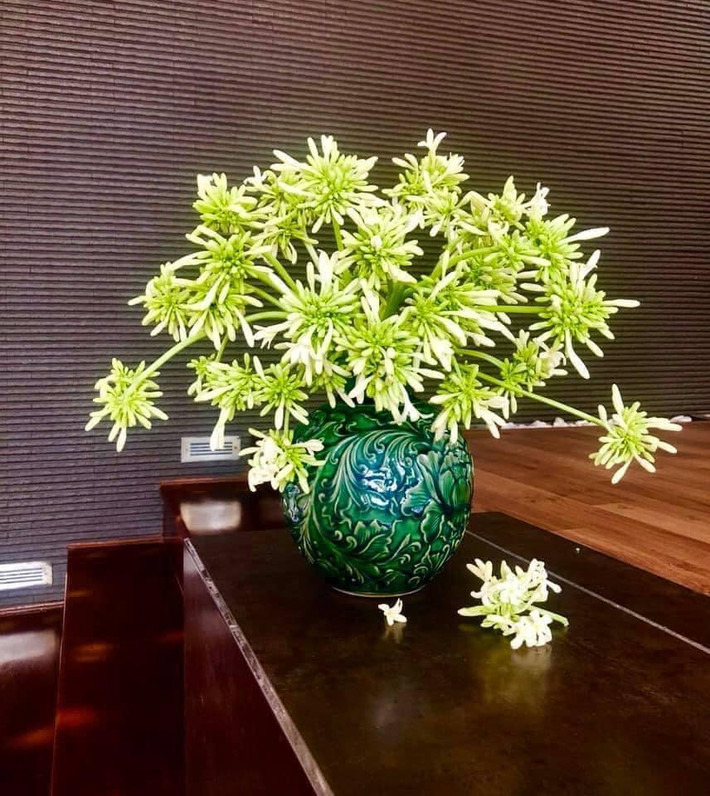 Tuy nhiên, những năm gần đây đu đủ đực lại được nhiều người lùng mua với giá khá đắt đỏ. Hoa đu đủ đực được xem là bài thuốc quý, một món ăn đặc sản. Ảnh: FB Thuý Toàn
