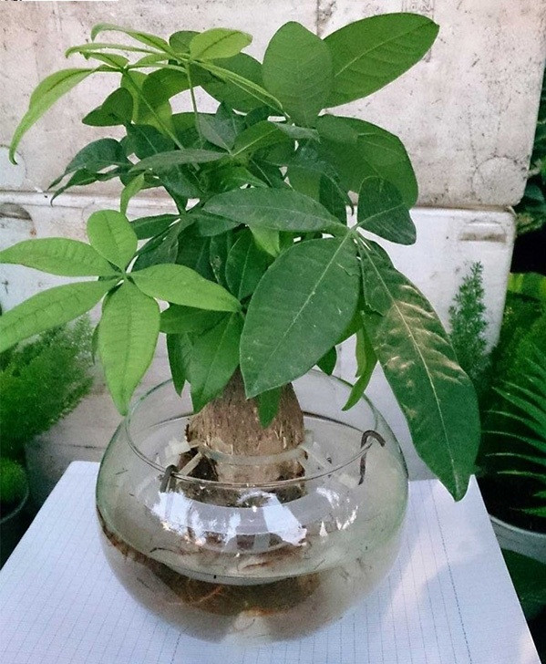 Cây kim ngân dễ sống và luôn giữ được màu xanh tốt. Lá cây xanh tốt nên kim ngân cũng rất vượng phong thủy, tiền tài cùng một sức sống mãnh liệt.