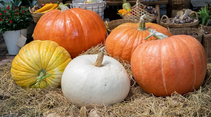 Bí ngô thường xuất hiện trong dịp lễ Halloween để trang trí nhà cửa. Những ngày này, tại Hà Nội và TP HCM, quả bí ngô khổng lồ nặng vài chục kg được nhiều khách hàng quan tâm. Ảnh: Dear Rainy