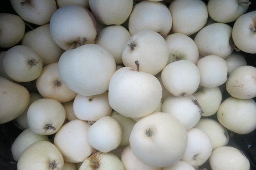 Cây cần được cắt tỉa vào mùa hè để kiểm soát chiều cao và tán cây.