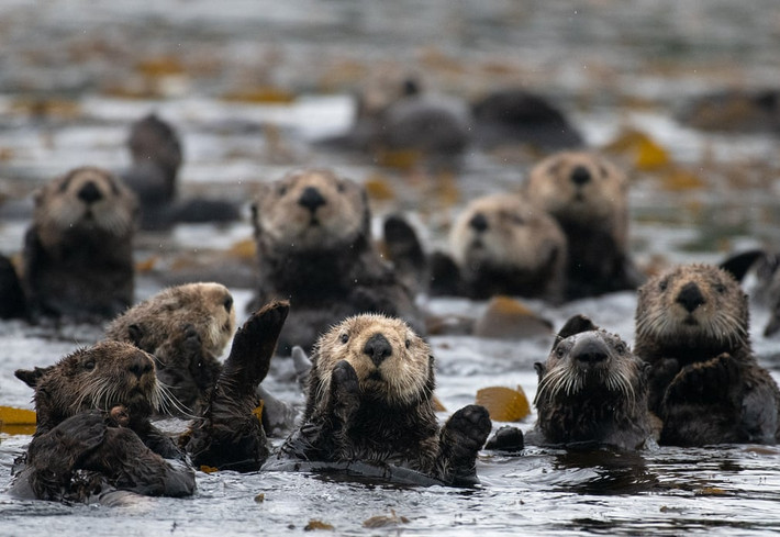 Những con rái cá biển ăn tảo bẹ tại vịnh Monterey, bang California, Mỹ. (Nguồn Guardian)