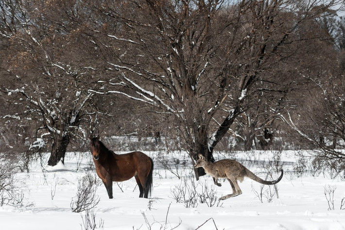 Ngựa và kangaroo đứng trong khu rừng phủ đầy tuyết ở New South Wales, Australia. (Nguồn Guardian)