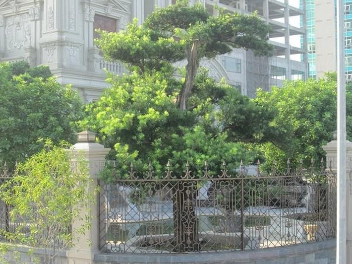 Cây cảnh trong khuôn viên dinh thự có giá trị thấp nhất vài trăm triệu đồng/cây, cao nhất là vài tỷ đồng. Ảnh: Một thế giới.