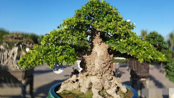 Cây ngâu được anh Dũng mua từ một chủ vườn ở Quy Nhơn, đang trong quá trình hoàn thiện thế dáng. Ảnh: Báo giao thông