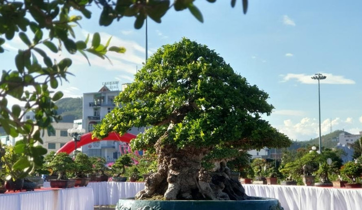 Đáng chú ý, toàn bộ thân cây không có bất kỳ vết cắt tỉa, hoàn toàn tự nhiên nên thuộc hàng "hiếm có, độc nhất vô nhị". Ảnh: Người đưa tin