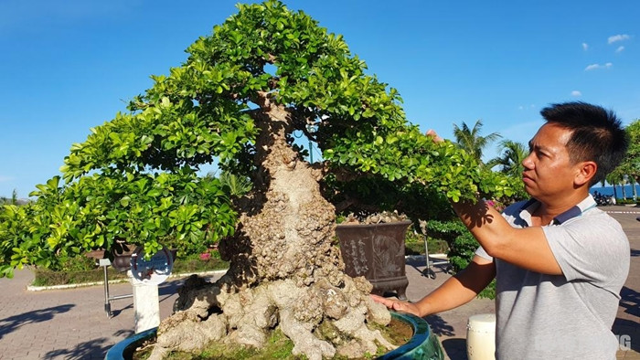 Xuất hiện trong một triển lãm cây cảnh ở Quy Nhơn năm 2019, một siêu phẩm ngâu bonsai thuộc hạng cực hiếm của chủ vườn Thành Dũng (Quy Nhơn) thu hút đông đảo người xem. Ảnh: Baoxaydung