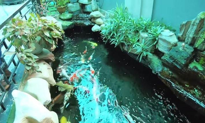 Hồ cá Koi dài rộng, trang trí cây xanh và đá xung quanh. Ảnh chụp màn hình