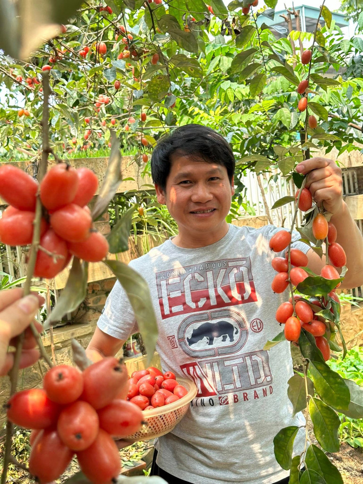 Mới đây, ca sĩ Trọng Tấn khoe vườn nhót chín trong vườn khiến khán giả thích thú. Ảnh: FB ca sĩ Trọng Tấn
