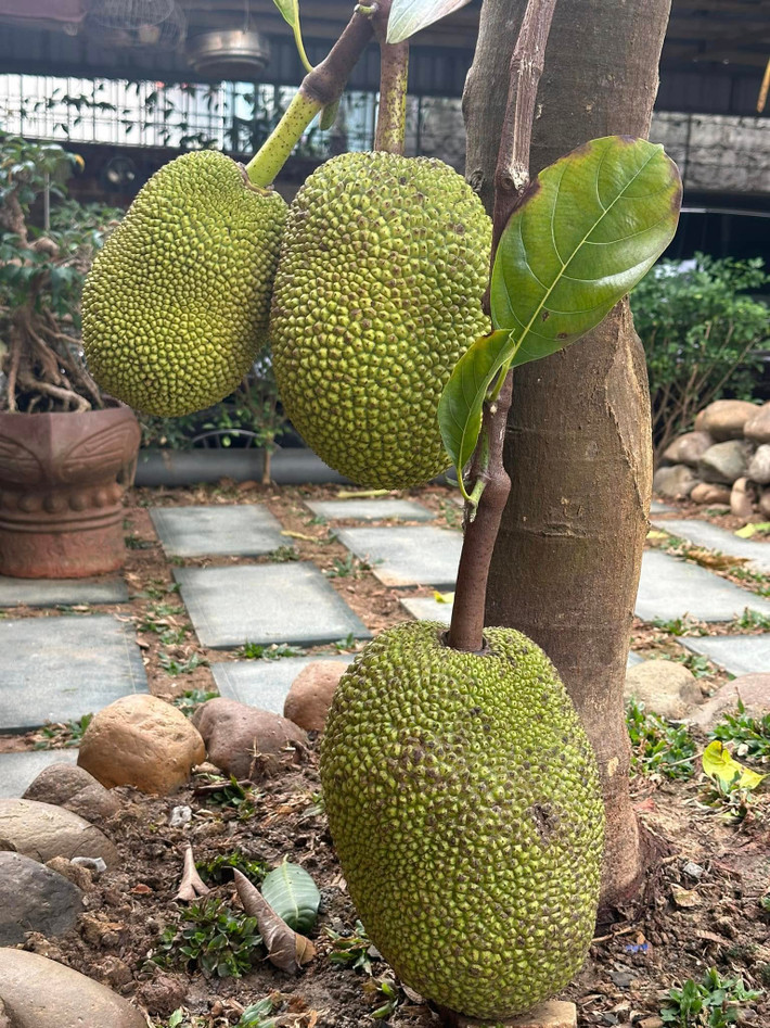 Những trái mít lủng lẳng. Ảnh: FB ca sĩ Trọng Tấn