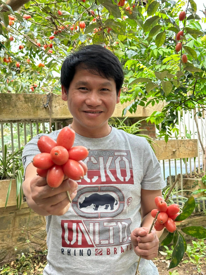 "Ông hoàng nhạc đỏ" hào hứng chia sẻ chùm nhót chín sau khi hái. Ảnh: FB ca sĩ Trọng Tấn