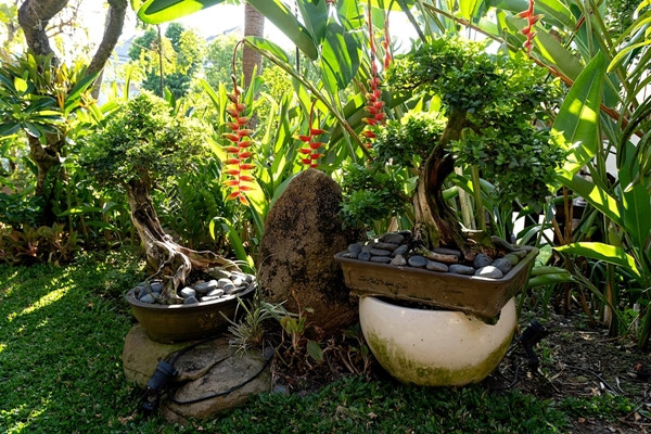 Mỗi năm, Hà Kiều Anh và ông xã doanh nhân sẽ trồng những loại cây mới trong vườn nhà. Ảnh: Leon/Ngoisao