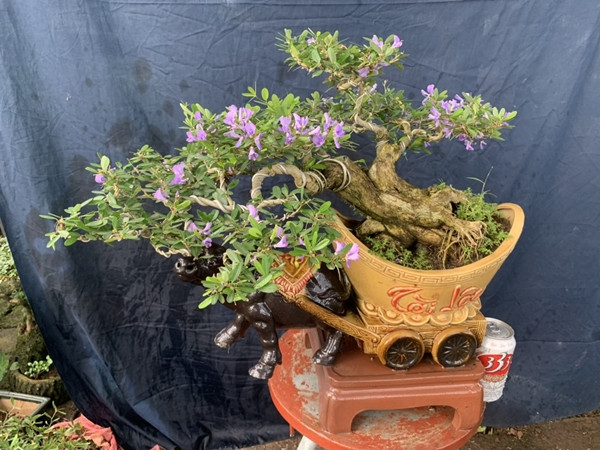 Lá cây linh sam nhỏ, hình trái xoan, đầu nhọn, mặt lá xanh bóng. Ảnh: CaycanhmienBac