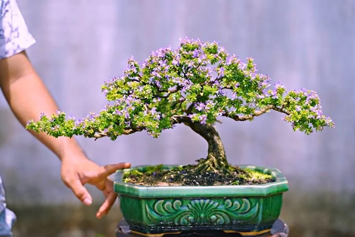 Hoa linh sam núi màu tím, có mùi thơm đặc trưng, thường nở vào tháng 5 đến tháng 6 dương lịch. Ảnh: Space T