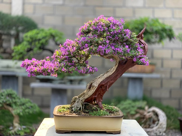 Linh sam núi là giống cây khỏe, dễ tạo tác nhưng để cho ra đều và đẹp cần chú ý tưới nước và dinh dưỡng. Ảnh: Caycanhdep24h