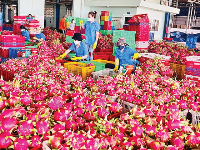 Theo số liệu mới nhất từ Hiệp hội Rau quả Việt Nam, chỉ trong hai tháng đầu năm 2025, xuất khẩu thanh long đạt giá trị 93,8 triệu USD, chiếm 14,3% tổng kim ngạch xuất khẩu ngành rau quả. Ảnh: Vneconomy