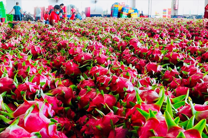 Thanh long Việt Nam được đánh giá cao trên thị trường quốc tế, đặc biệt là tại Trung Quốc – nơi chiếm tới 90% lượng thanh long nhập khẩu. Ảnh: VietLinh Agrimex
