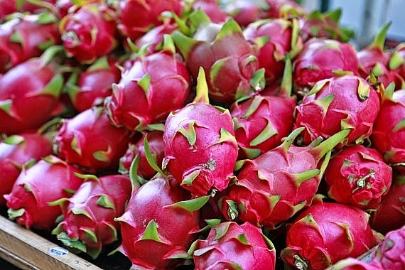 Thanh long Bình Thuận chủ yếu tiêu thụ nội địa và xuất khẩu. Trong đó, thị trường nội địa chỉ tiêu thụ khoảng 15% sản lượng, còn lại khoảng 85% được xuất khẩu. Ảnh: Internet