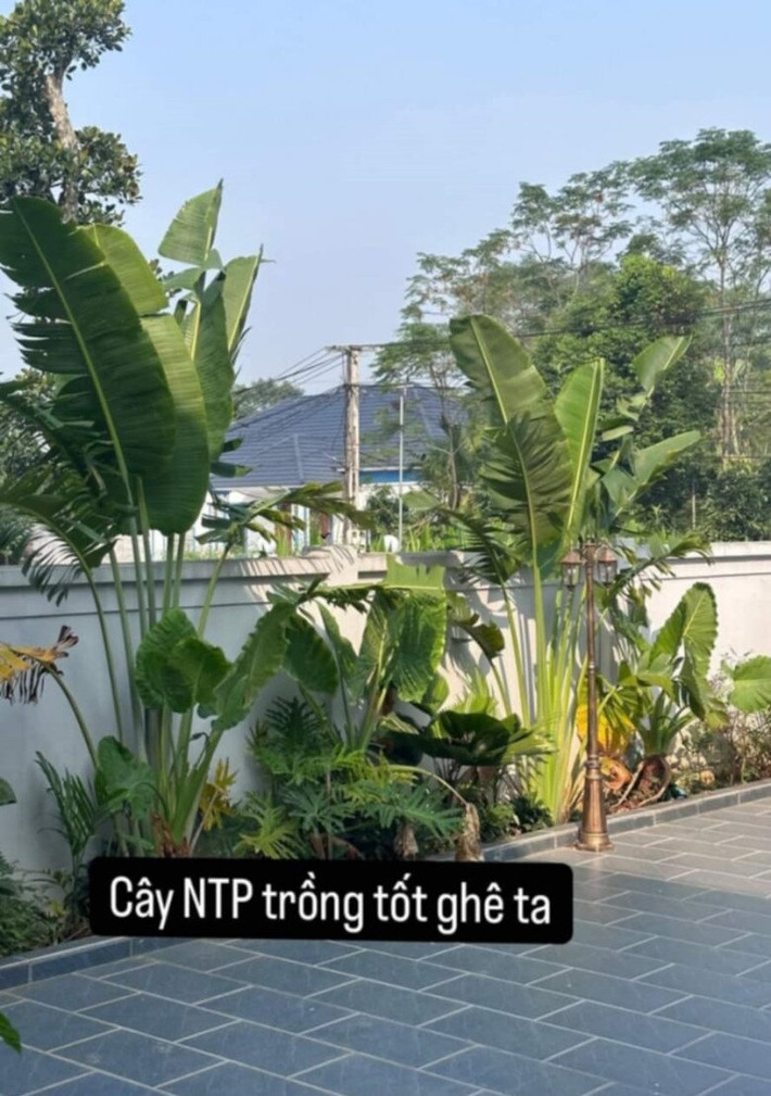 Hàng cây xanh tươi tốt xung quanh sân. Ảnh: FB Quỳnh Lương