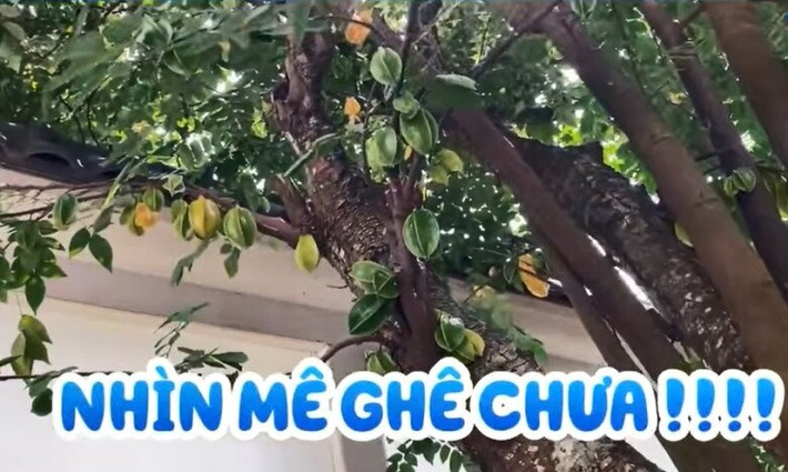 Khu vườn rất rộng, trồng đủ các loại cây ăn trái. Cây khế cổ thụ 100 tuổi sum suê trái. Ảnh chụp màn hình