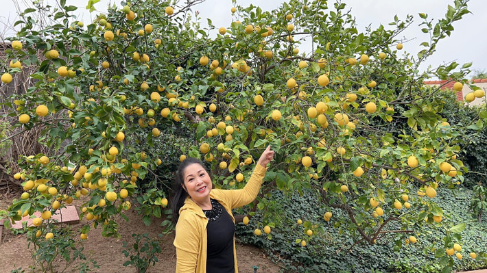 Chanh vàng chi chít quả trông thích mắt. Ảnh: FBNV