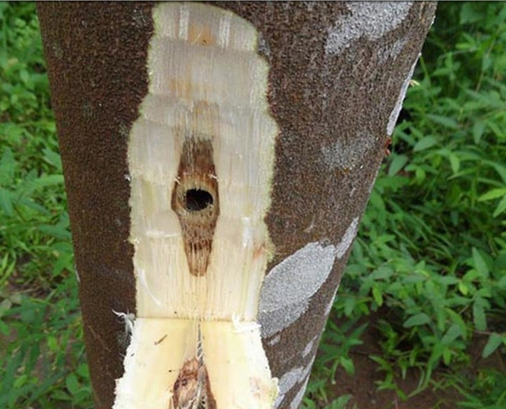 Do trầm hương quá quý, nạn khai thác tràn lan khiến cây dó bầu dần cạn kiệt ngoài tự nhiên. Ảnh: Văn hóa trầm hương