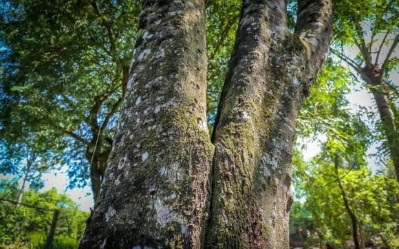 Gỗ trầm hương thực chất được tạo ra từ cây dó bầu. Loại cây này sinh trưởng chủ yếu ở các khu rừng nguyên sinh, và vùng nhiệt đới như Đông Nam Á. Ảnh: Internet
