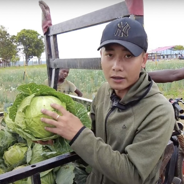 Cải bắp to thu hoạch từ nông trại. Ảnh: FBNV