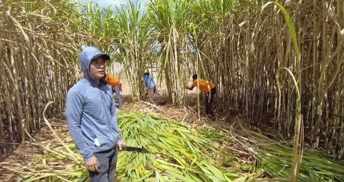Mía trong nông trại. Ảnh chụp màn hình