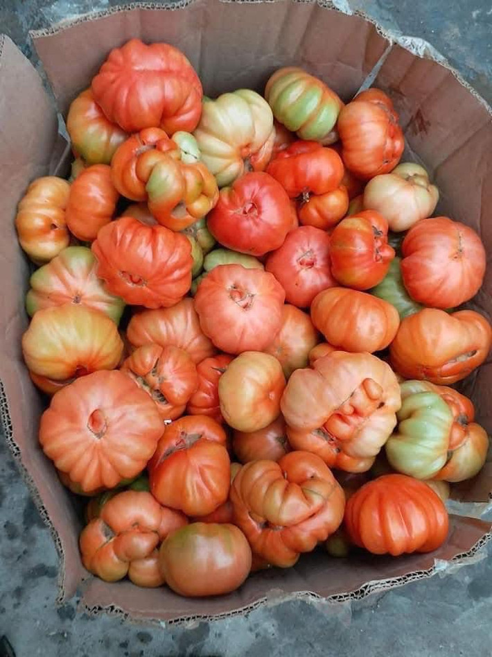 Đây là giống cà chua cổ của bà con ở Sơn La. Cà chua múi quả to nhỏ không đều nhau, kích thước to hơn hẳn cà chua thường. Ảnh: Facebook