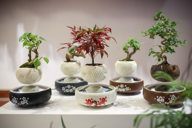 Năm 2016, một nhóm nghiên cứu đến từ Nhật Bản gây “sốt” với thế giới bonsai khi ứng dụng công nghệ mới để cho ra đời những chậu bonsai bay lơ lửng trong trạng thái không trọng lực. Ảnh: Vietnam+