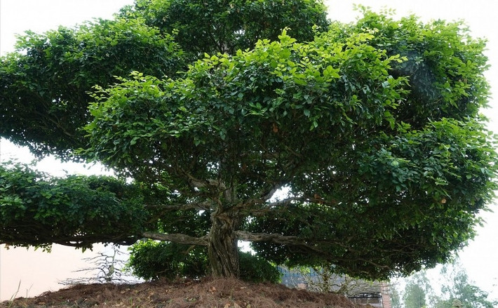 Điểm nổi bật của cây là từ bộ rễ đến thân đều có độ vặn, xoắn. Phải mất nhiều năm mới tạo ra tác phẩm nguyệt quế đẹp như vậy. Ảnh: Thương hiệu & Sản Phẩm