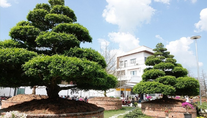 Một nhà vườn ở TP.Long Xuyên (An Giang) sở hữu 4 cây nguyệt quế chiều cao đồng đều lên đến 7m, được uốn theo dáng thông. Ảnh: Thương hiệu & Sản Phẩm