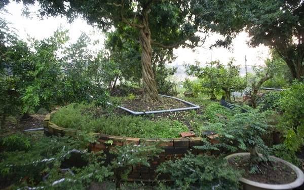 Nhưng dưới bàn tay của các nghệ nhân bonsai, nguyệt quế được "hóa phép" thành những tác phẩm nghệ thuật sống động, có giá trị kinh tế cao gấp hàng trăm, thậm chí hàng nghìn lần thông thường. Ảnh: Znews
