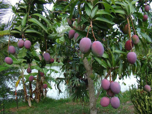 Giống xoài này gây chú ý với vỏ ngoài hồng (hoặc tím), trái to.