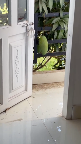 Dù chỉ có 1 quả nhưng quả thực cây xoài phản chủ này biết chiều lòng hàng xóm mà đau lòng chủ nhân khi mọc đúng cửa.
