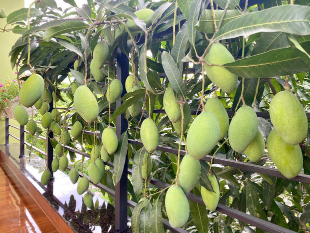 "Nhìn những quả xoài như đang dâng hiến hết cho cô gái. Chắc người chủ cây sẽ đau lắm lắm đấy", "Nhìn ảnh thôi mà chỉ muốn kiếm ngay đĩa muỗi và chạy ra ban công nhà chị này ngồi. Thích quả nào chén luôn luôn quả đó thì đúng chuẩn "Lan Quế Phường giờ này là tầm thường và đây mới là thiên đường""... là những bình luận dân mạng để lại dưới bài viết khoe cây xoài phản chủ của cô gái.