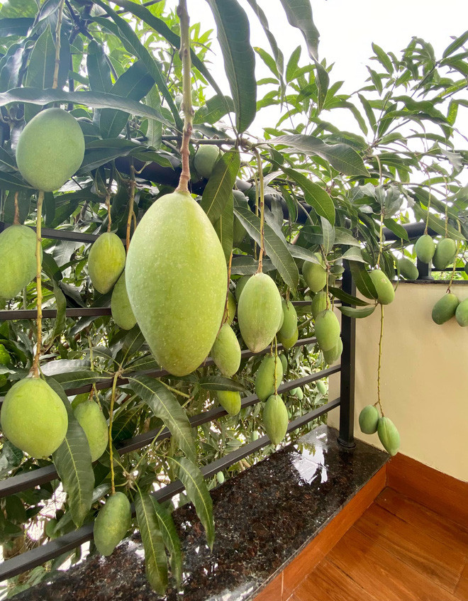Bên dưới phần bình luận, cư dân mạng không giấu nổi sự ngỡ ngàng về cây xoài phản chủ và cô hàng xóm số hưởng nhất năm.