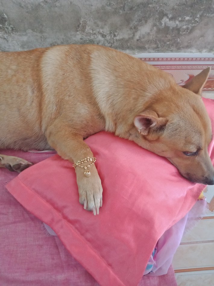 Nhiều người quan niệm, việc mua vàng trong ngày vía Thần Tài sẽ mang đến tài lộc và sự may mắn, giúp cho công việc làm ăn thuận buồm xuôi gió.