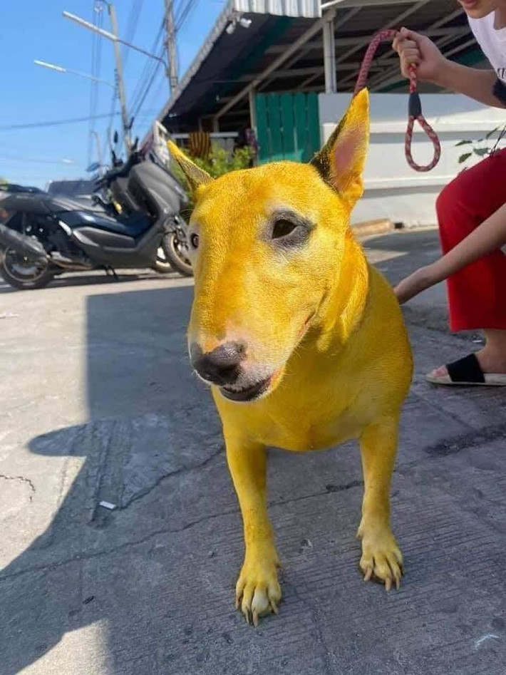 Theo ngoại hình chú chó đang trở thành ngôi sao trên mạng xã hội trên thuộc giống chó Sục bò hay có tên tiếng Anh là Bull Terrier. Nó bắt đầu xuất hiện ở Anh vào những năm 1830 do lai giống từ giống Bulldog Anh và Terrier Anh trắng ngày nay đã tuyệt chủng, nhằm tạo ra một giống chó săn mới năng động và gọn gàng hơn.