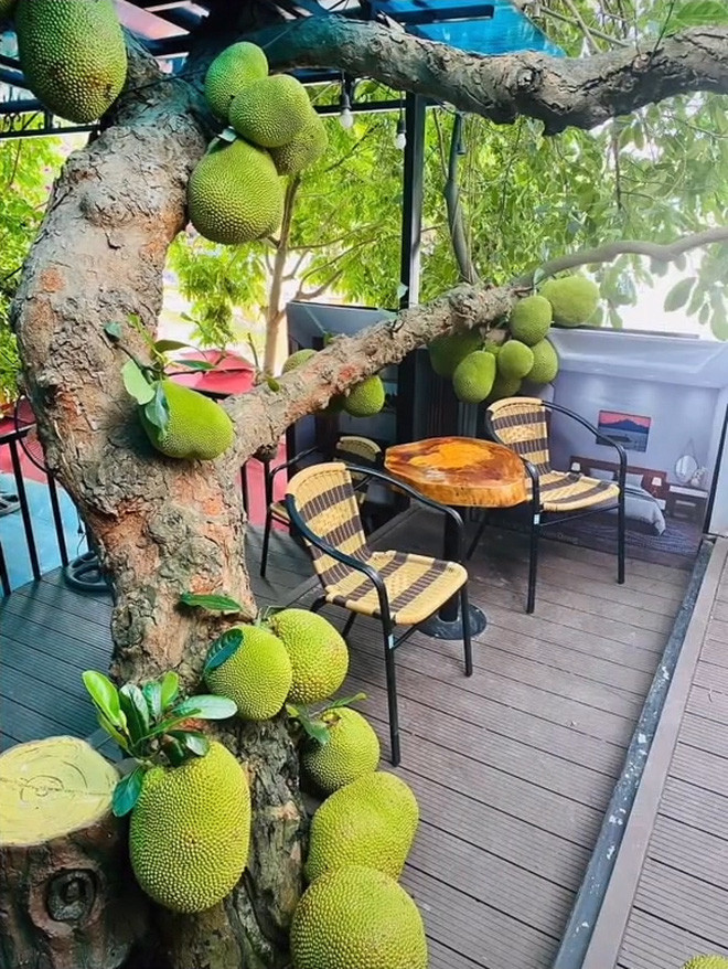 Có thể thấy, nền quán cà phê này được dựng khá cao, để trống những chỗ có thân cây mít mọc qua.
