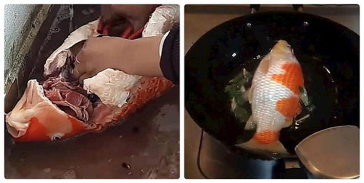 Trước đây, một chị vợ cũng đã “chơi lớn” làm thịt cá Koi hàng tỷ đồng chỉ vì chồng đi nhậu gọi mãi không chịu về.