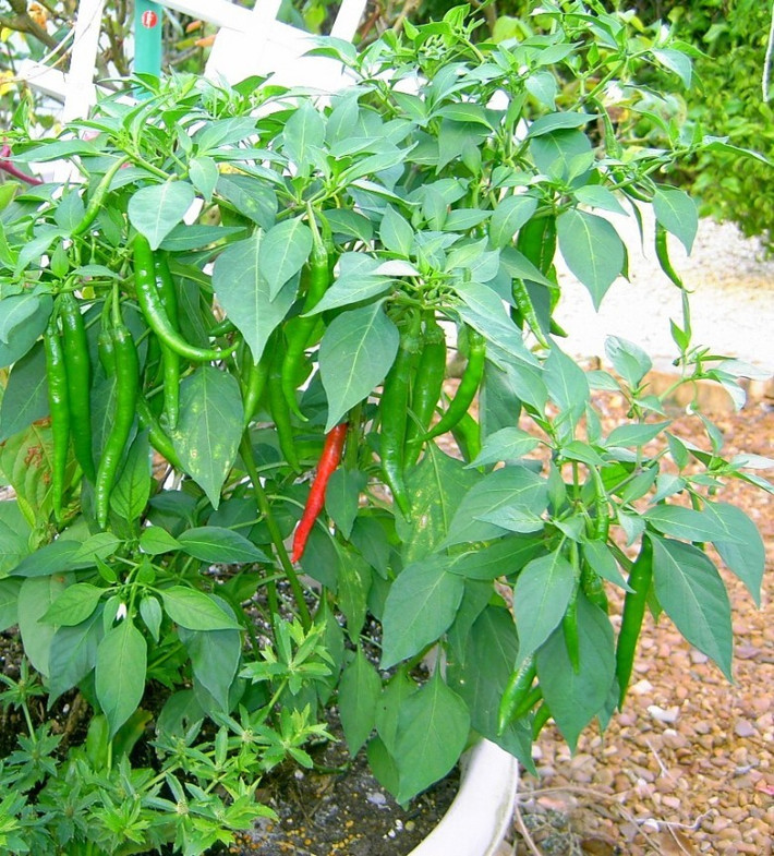 Bên cạnh việc làm cảnh, nhiều chủ nhà cũng hái những quả ớt do tay mình trồng thêm vào gia vị cho món ăn.