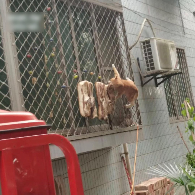 Nhờ trend trong đợt giãn cách mùa hè vừa rồi món ba chỉ treo nắng được làm tại nhà phổ biến hơn. Một phần do cách làm dễ, phần khác do dân mạng ở nhà phòng dịch có nhiều thời gian rảnh rỗi. Tới nay, thi thoảng netizen vẫn thấy một số bài đăng làm đồ phơi nắng.