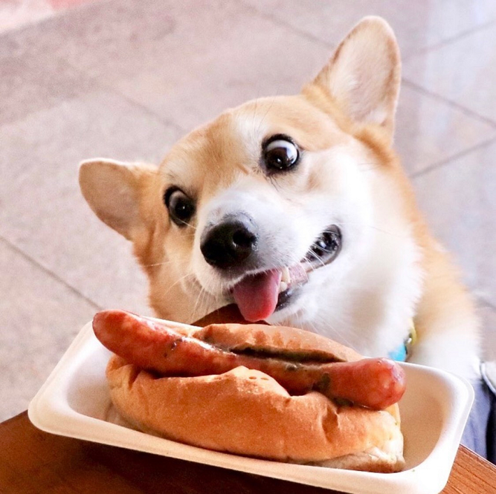 Gen sinh ngày 3 tháng 5 năm 2015 được biết đến là chú chó Corgi "siêu cấp đáng yêu" của một gia đình người Nhật. Gen nổi tiếng nhờ biểu cảm đa dạng có "1-0-2" của mình.