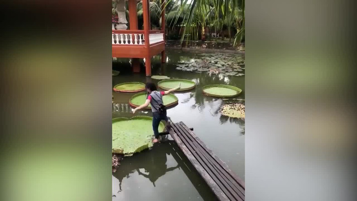 Chỉ vì muốn sống ảo với lá sen khủng lồ mà cô gái gặp cái kết đắng
