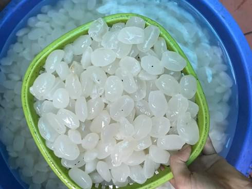 Nhìn không kĩ, chắc hẳn nhiều người sẽ nhầm tưởng đây là hạt gạo khủng lồ.